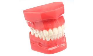 Dental Model of Teeth — Washington, PA — Snee Dental Associates