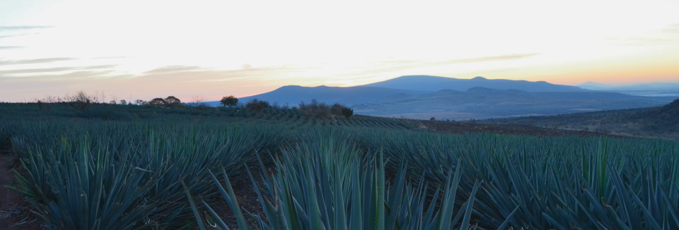 The Bad Stuff Tequila Finest Estates Grown Blue Weber Agave from the Highlands of Arandas Jalisco Mexico