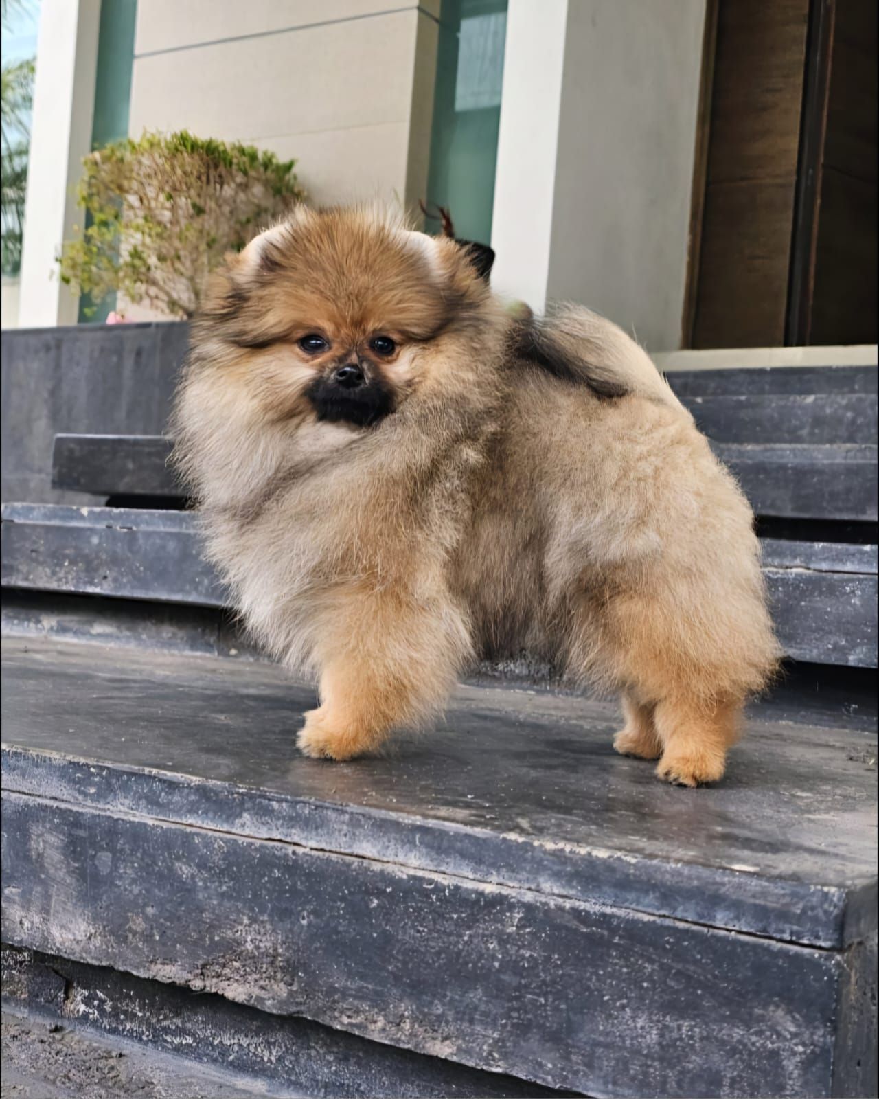 cachorro pomerania en venta
