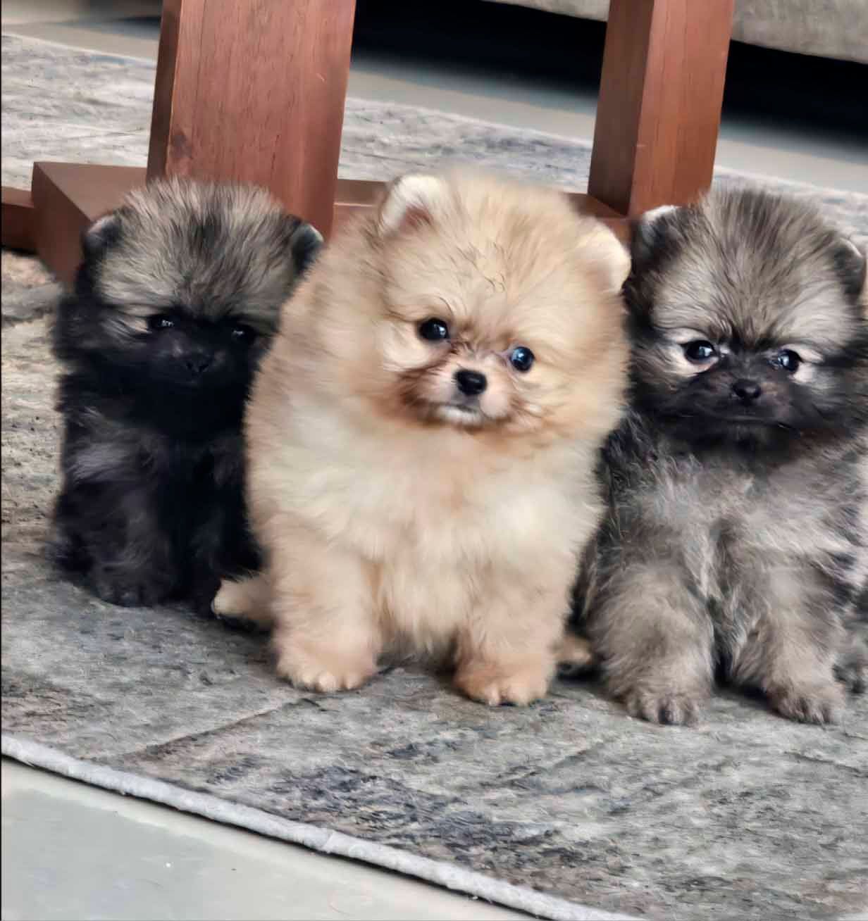 cachorro pomerania exotico