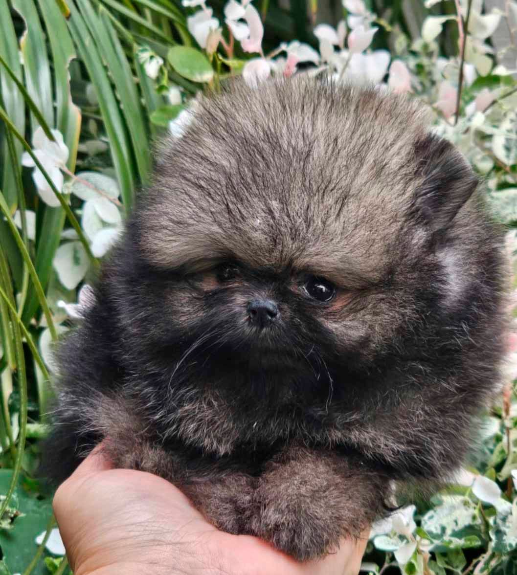 cachorro pomerania exotico