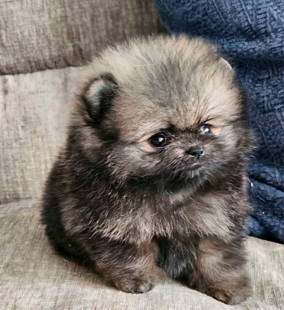 cachorro pomerania exotico