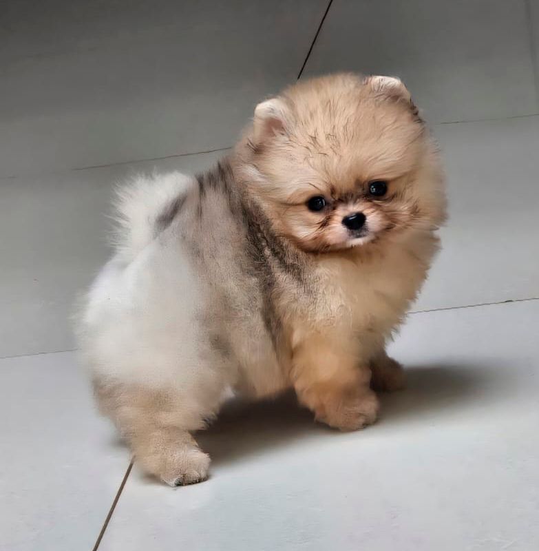 cachorro pomerania exotico