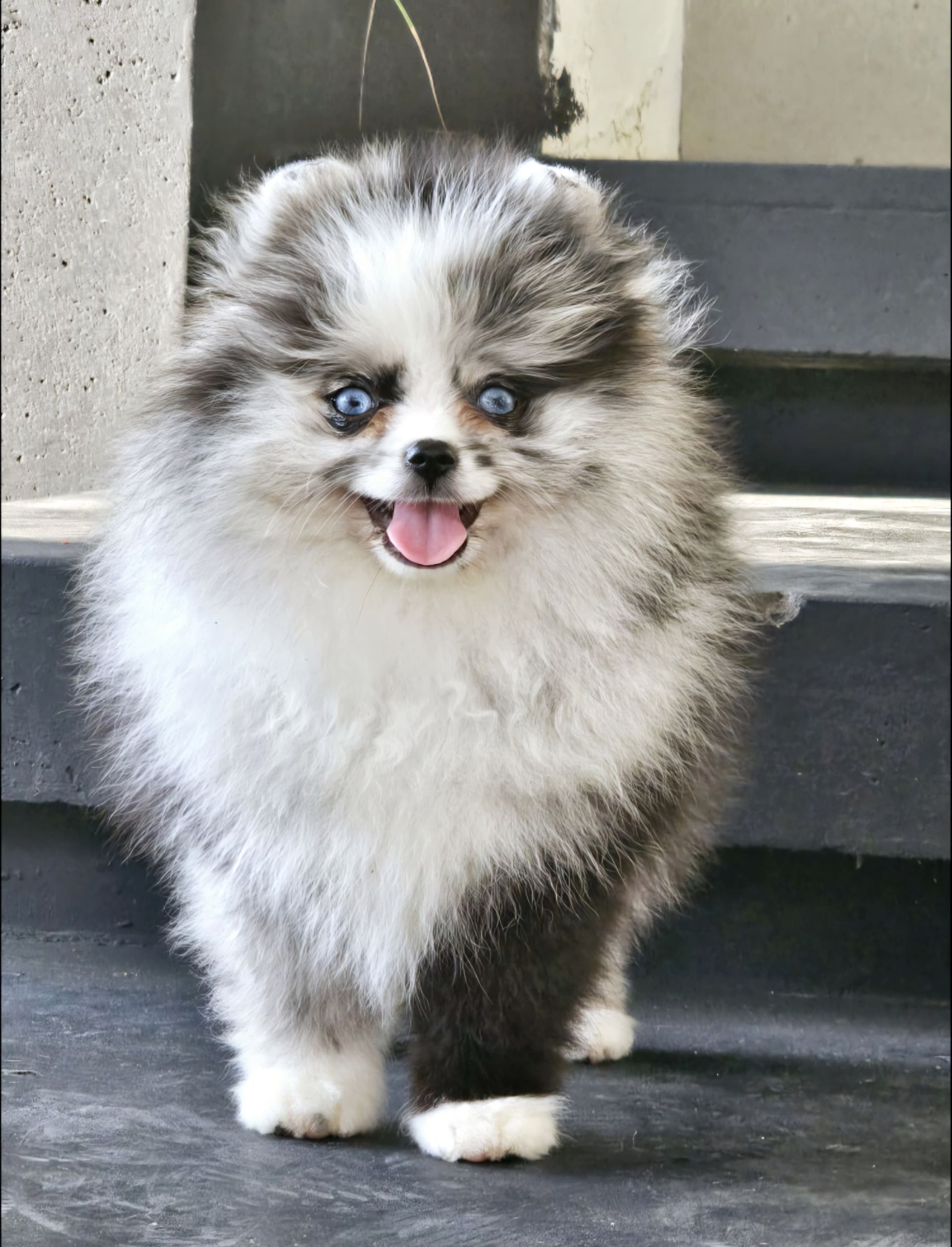 pomerania en venta