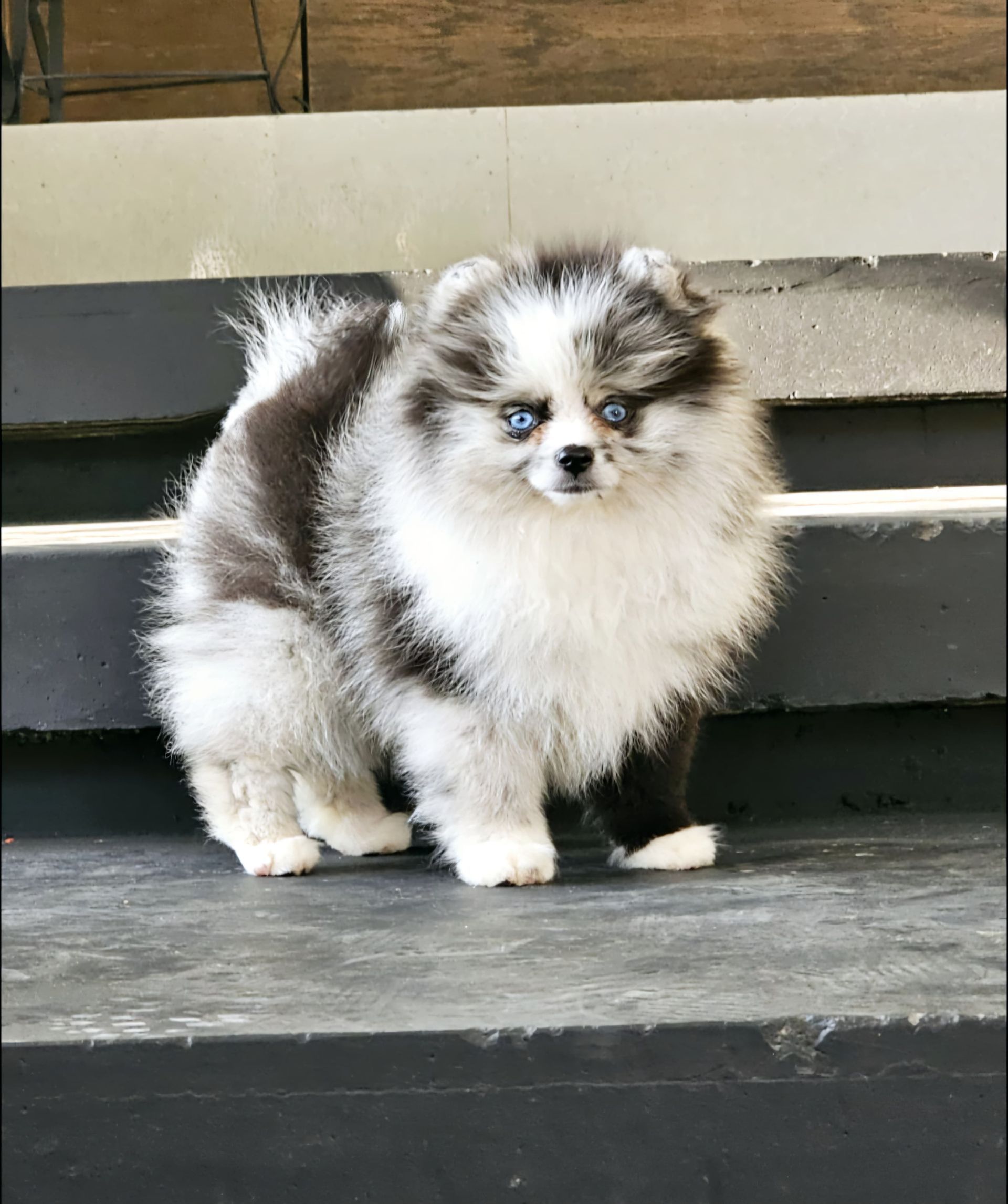 pomerania en venta