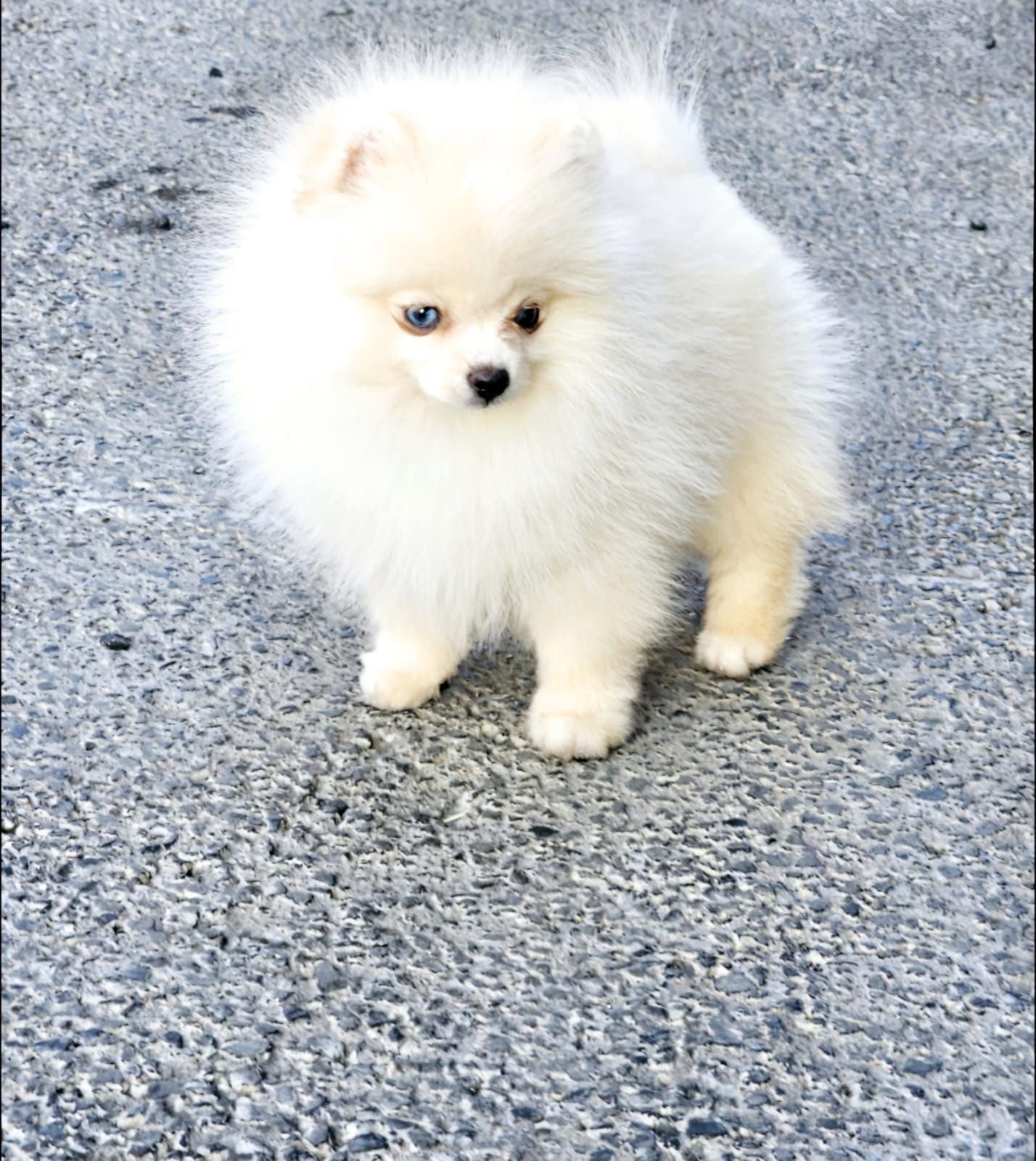 pomerania en venta