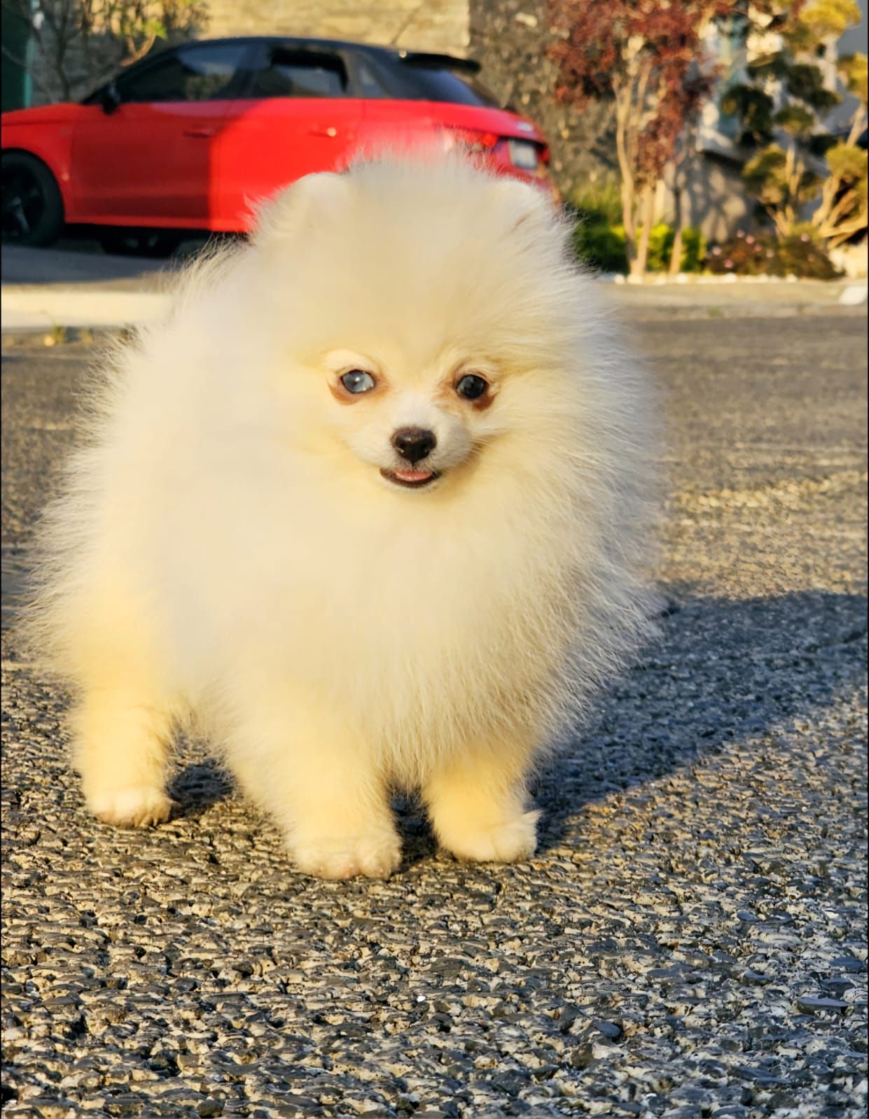 pomerania en venta