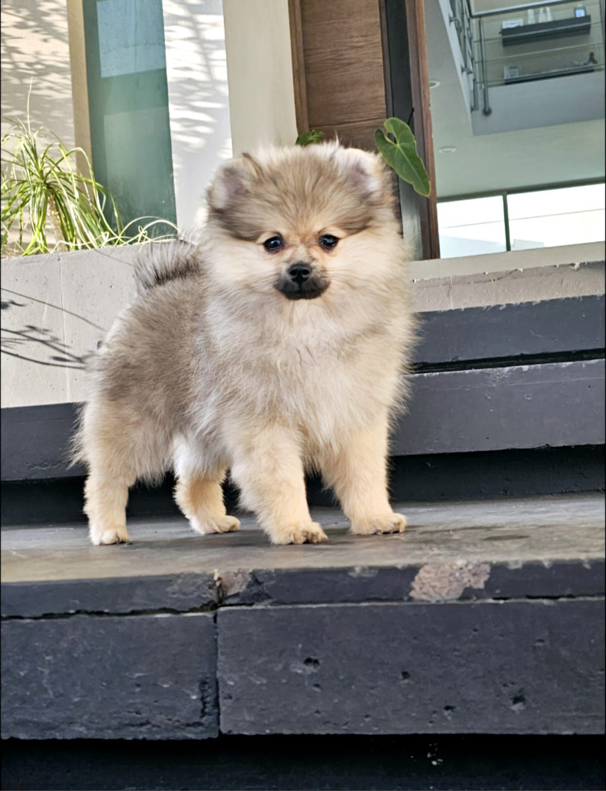 pomerania en venta