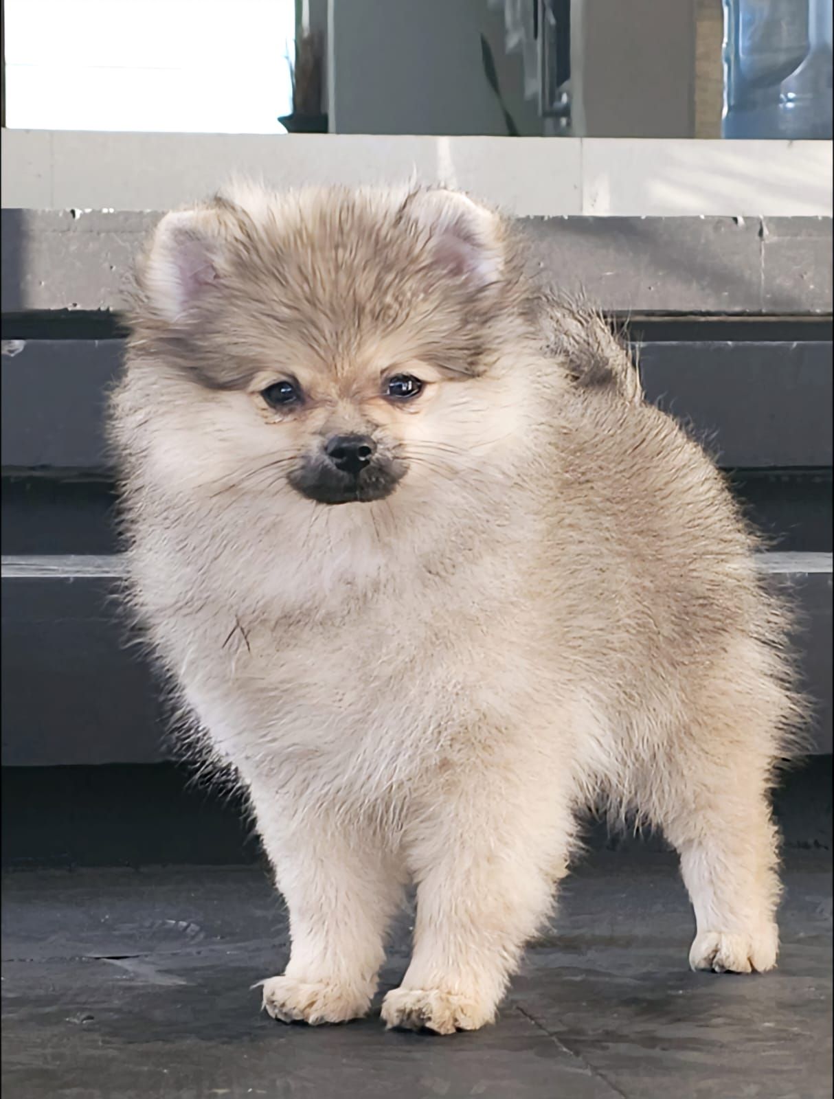 pomerania en venta