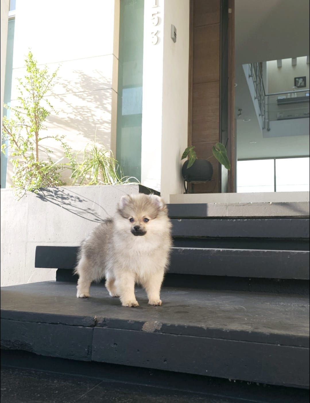pomerania en venta