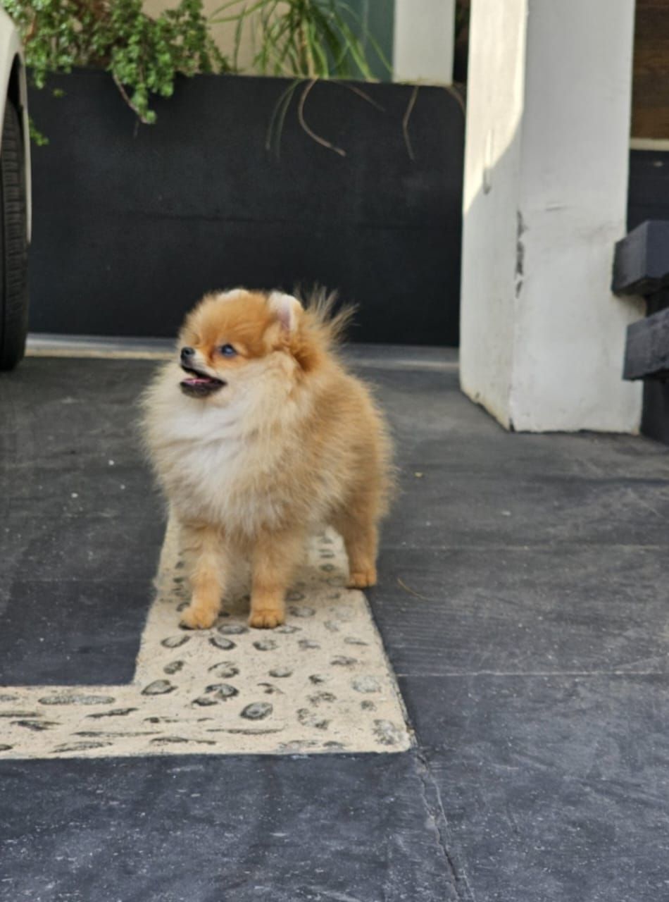 pomerania en venta