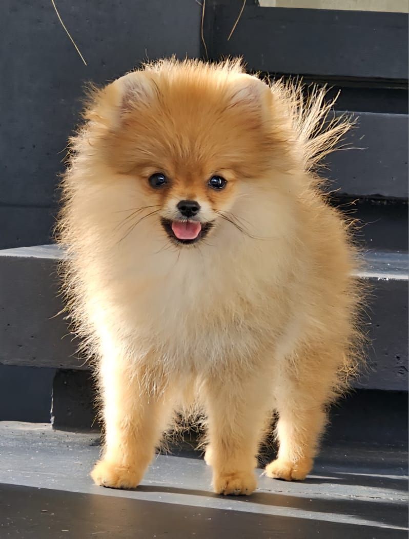pomerania en venta