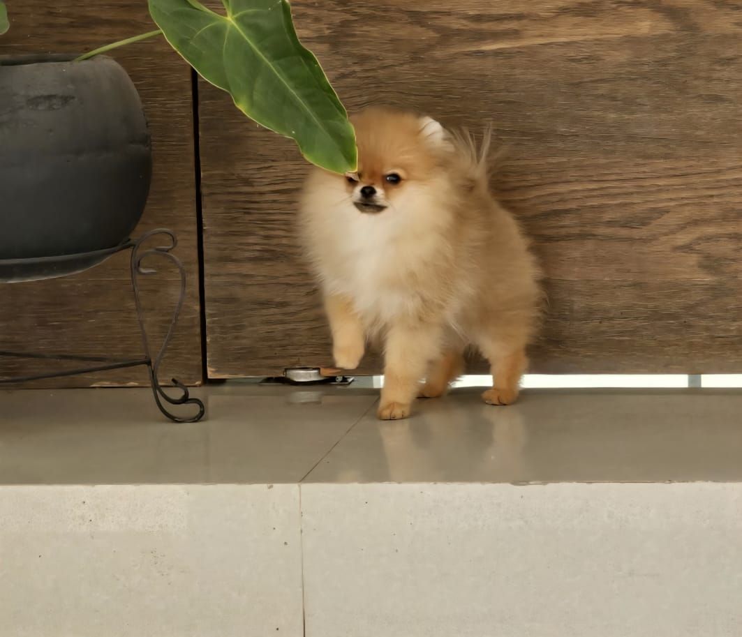 pomerania en venta