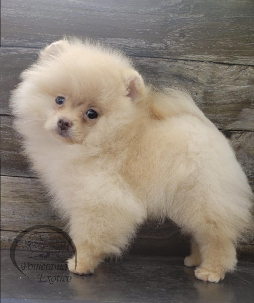 pomerania cara de oso en mexico