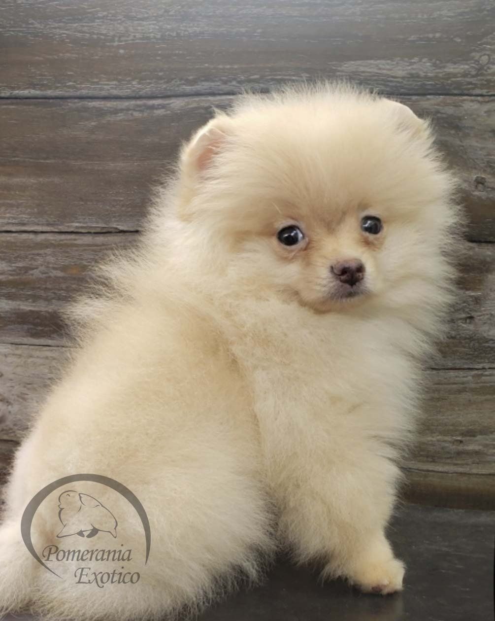 pomerania cara de oso en mexico