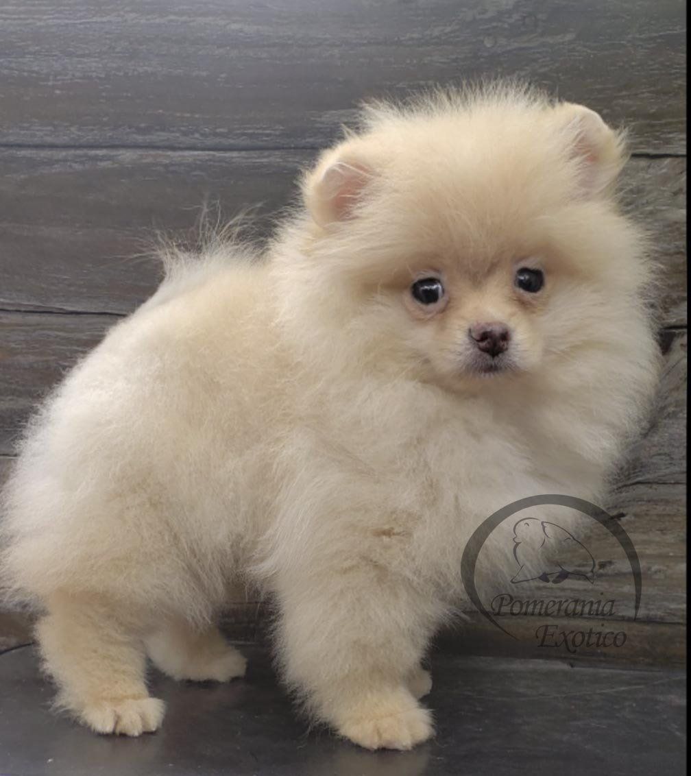 pomerania cara de oso en mexico