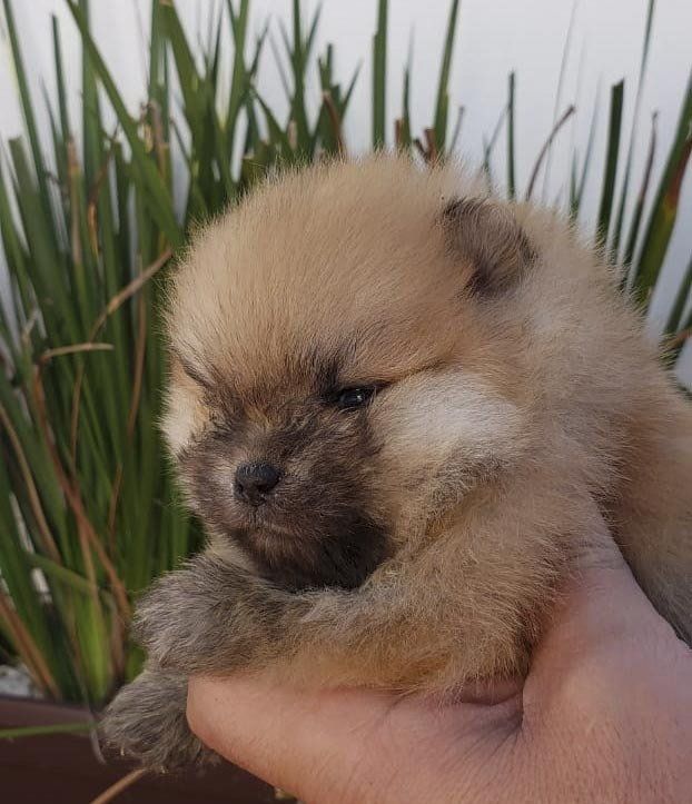 pomerania cara de oso en mexico