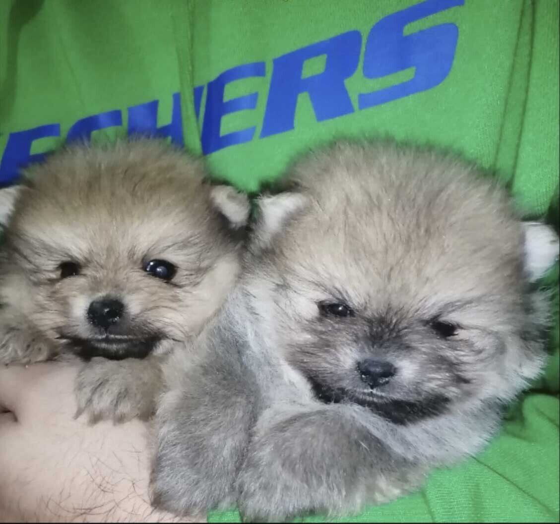 pomerania cara de oso en mexico
