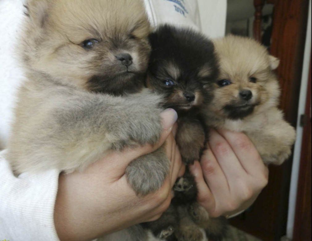 pomerania cara de oso en mexico