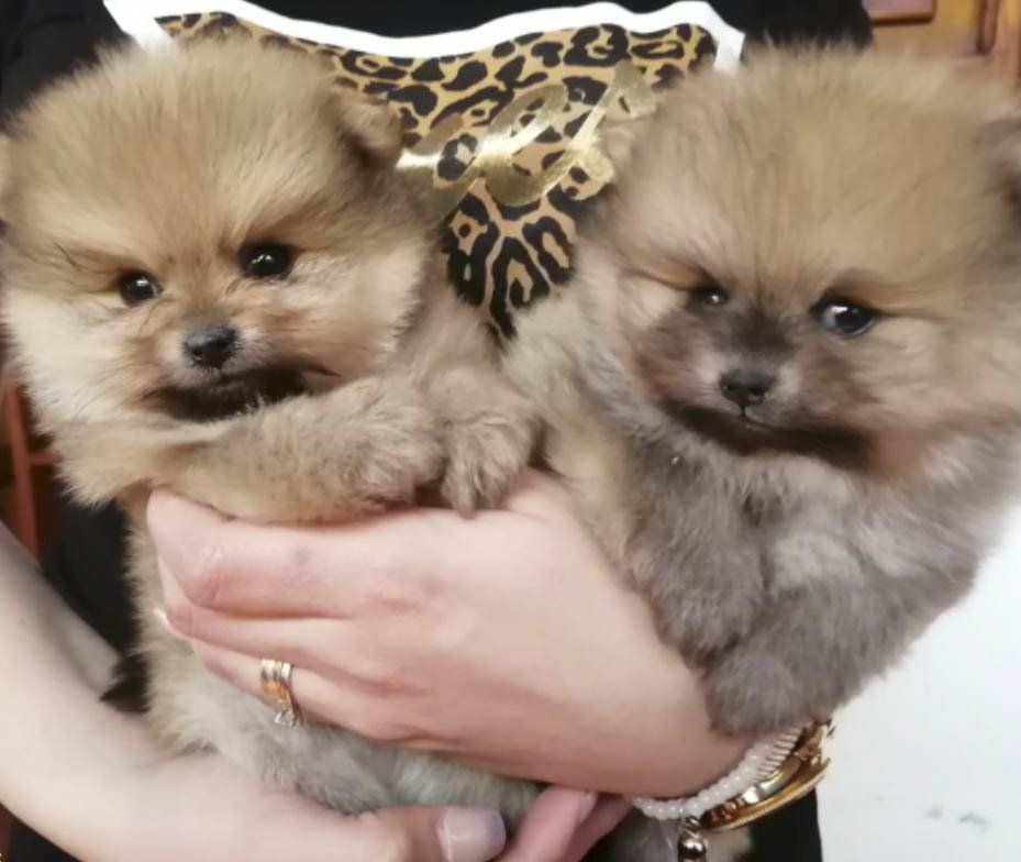 pomerania cara de oso en mexico