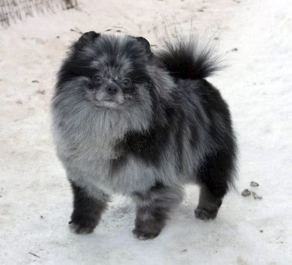 pomerania en Nuevo Leon