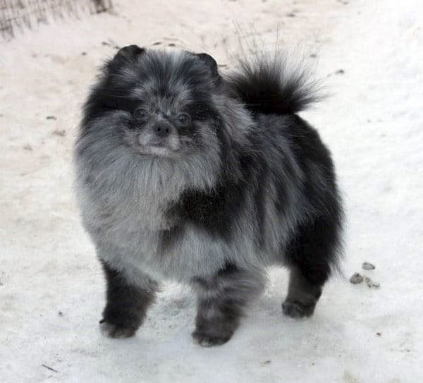 pomerania en Sahuayo