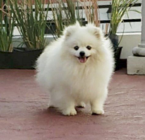 pomerania en venta