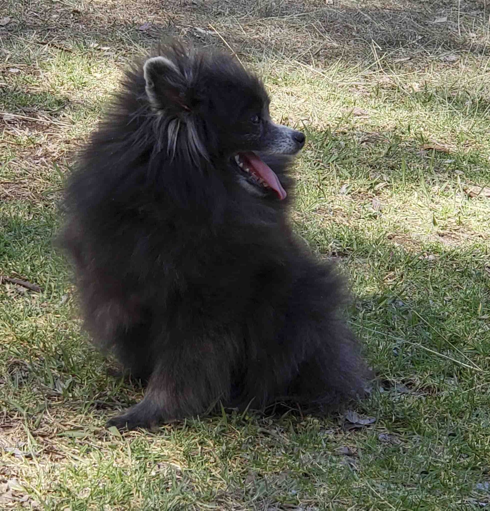 pomerania cara de oso en mexico