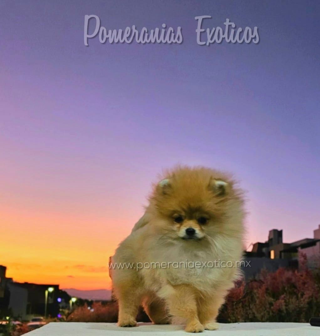 pomerania en venta