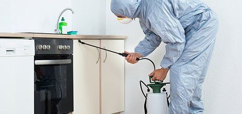 Spraying Insecticide in Kitchen - Pest Control in Auburndale, FL