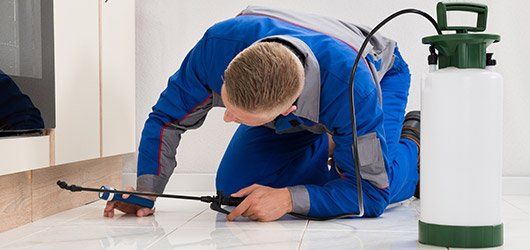 Inside spray of insecticide - Pest Control in Auburndale, FL Inside spray of insecticide - Pest Control in Auburndale, FL