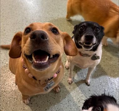 Piper & Sabre