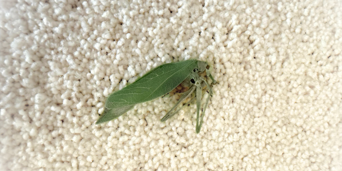 a leaf  bug on carpet