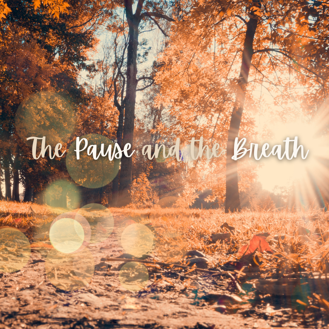 a fall forest with light through trees