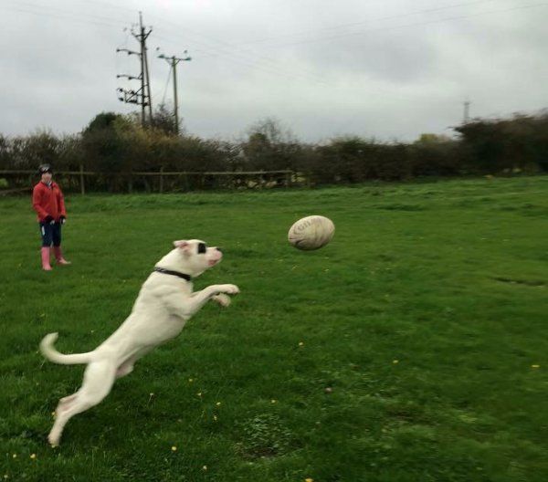 dog playing catch