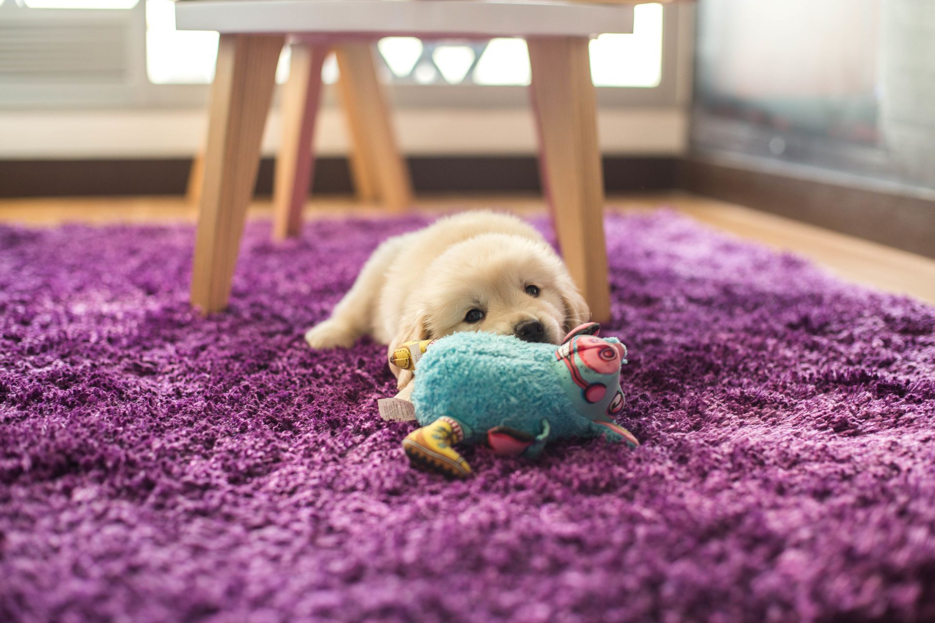 Golden puppy on a purple rug gnawing on a blue plush toy under a small table.