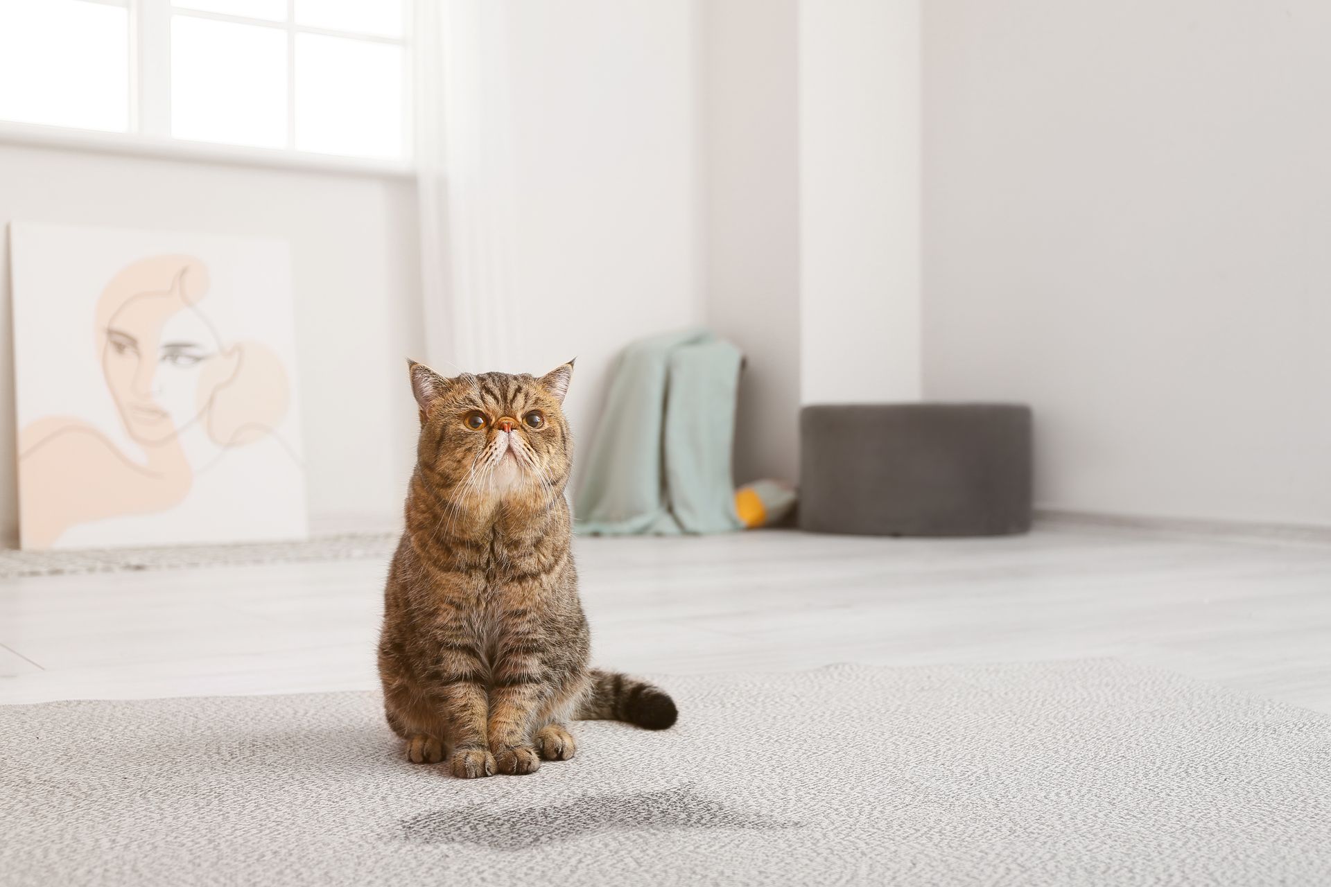Cat sitting near a wet spot on a carpet.
