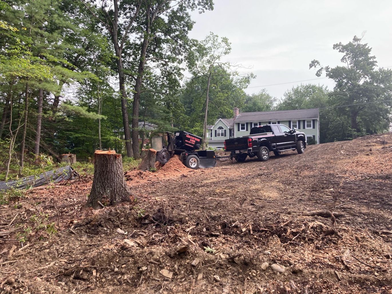 Picture of Many Tree Stumps | Lunenburg, MA | Curtis Stump Grinding Service