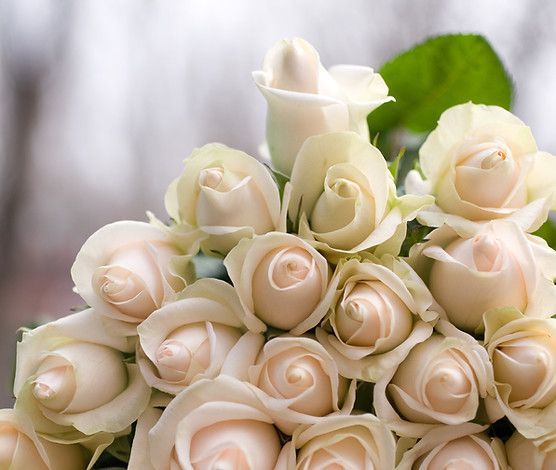 A bouquet of white roses with green leaves