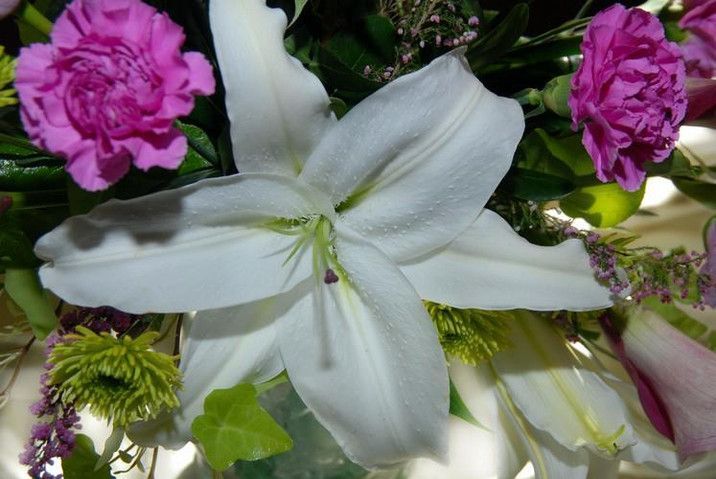 A close up of a white flower surrounded by pink flowers