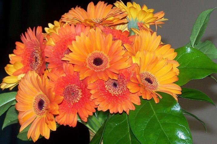 A bunch of orange flowers with green leaves