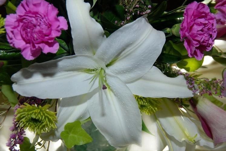 A close up of a white flower surrounded by pink flowers