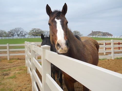 Two horses are standing behind a white fence