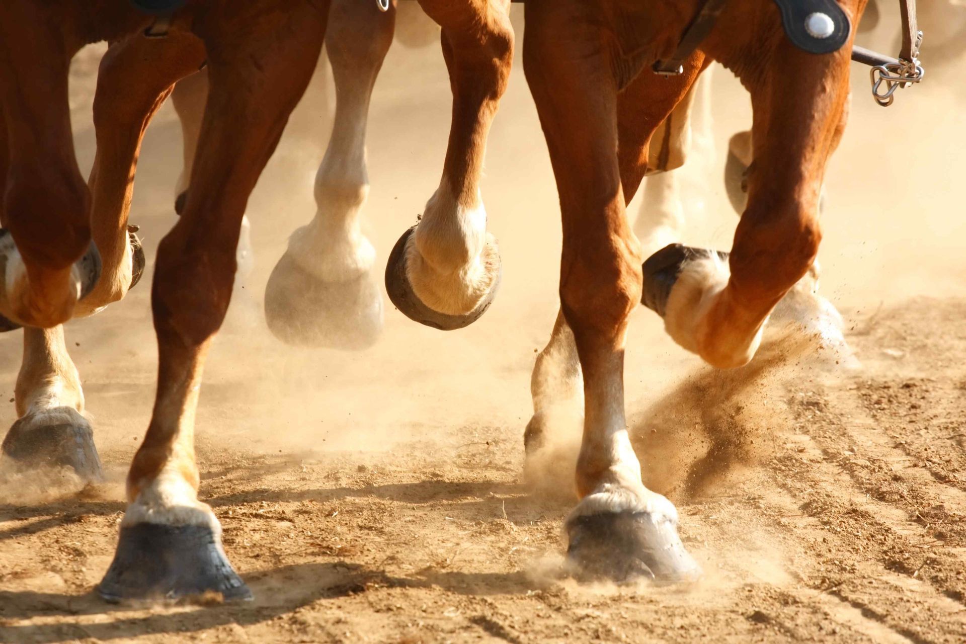 ArenaKleen® is a non-corrosive, non-hazardous product that does not require watering for dust control, nor do the climate or humidity levels of the arena affect it. This is a photo of horses racing on a course treated with ArenaKleen 
