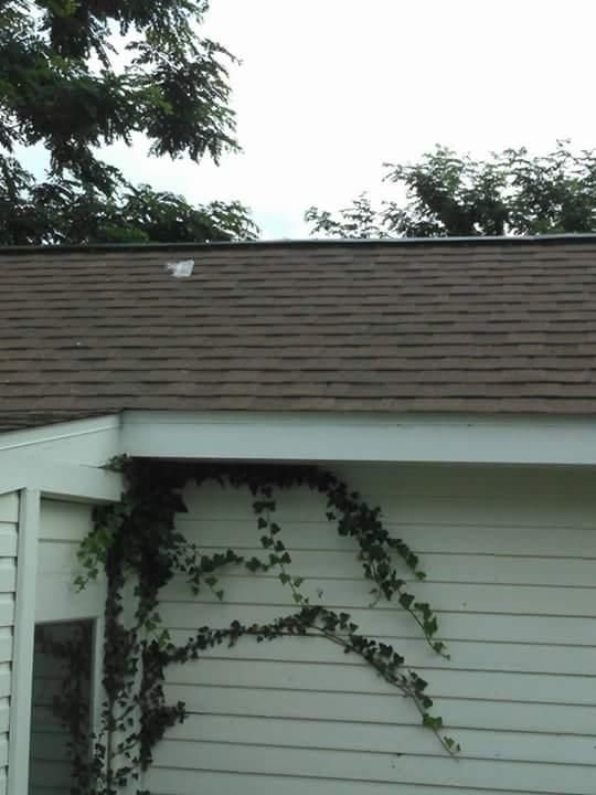 A white house with a brown roof and ivy growing on the side