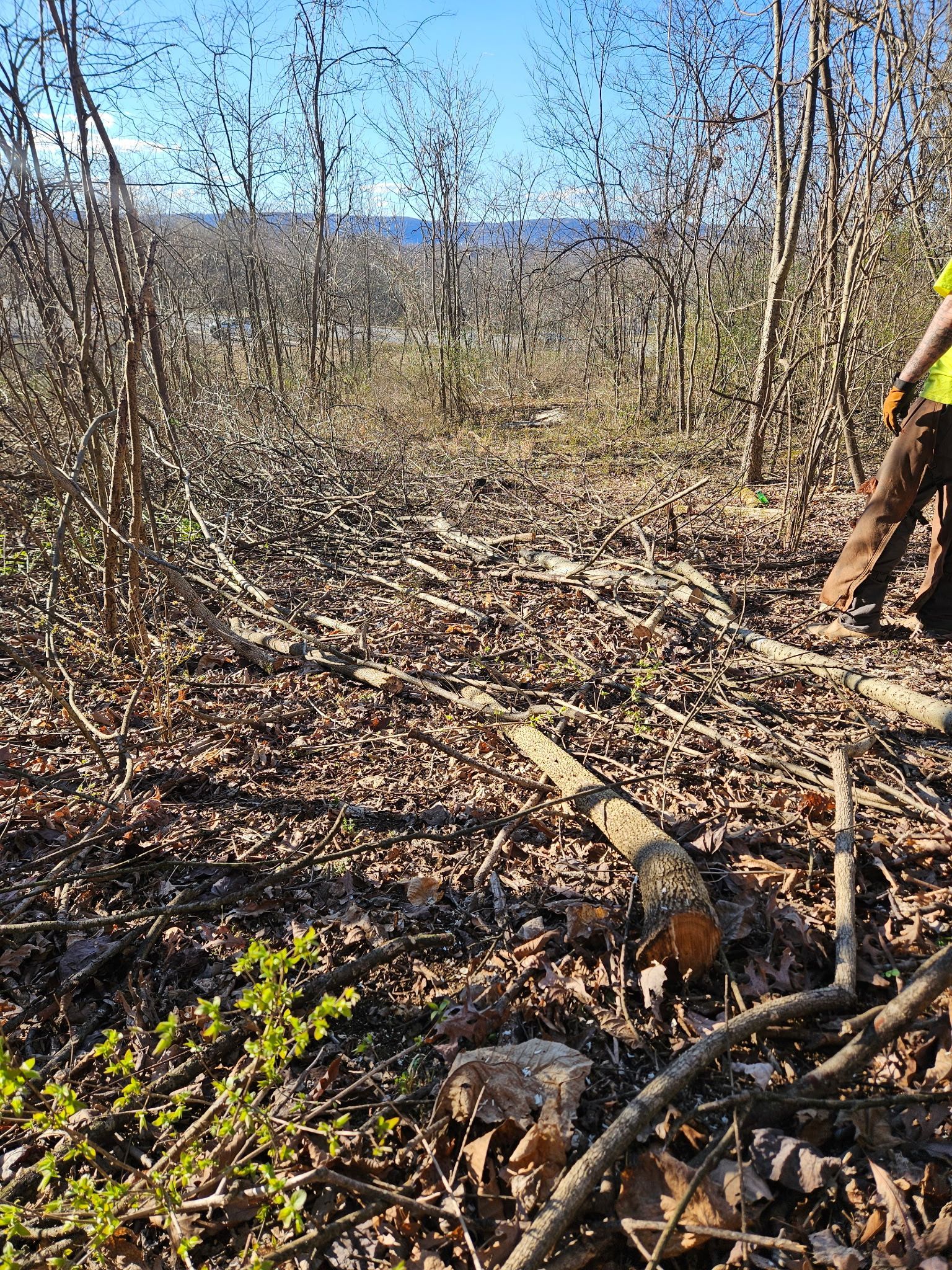 A chainsaw is cutting a piece of wood on the ground.