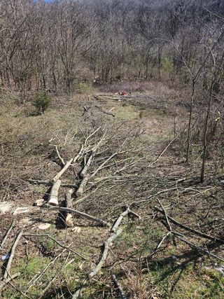 A chainsaw is cutting a piece of wood on the ground.