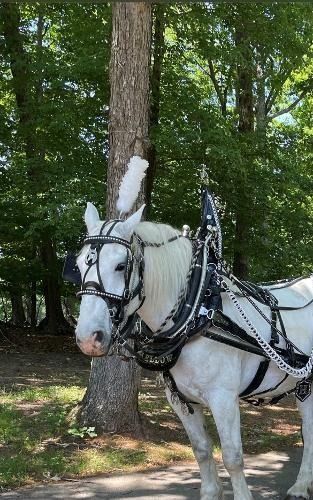 White horse in ornate harness standing near a tree in a park-like setting.