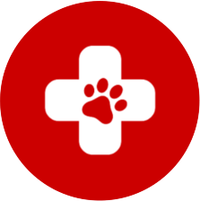 pet first aid trained dog walker