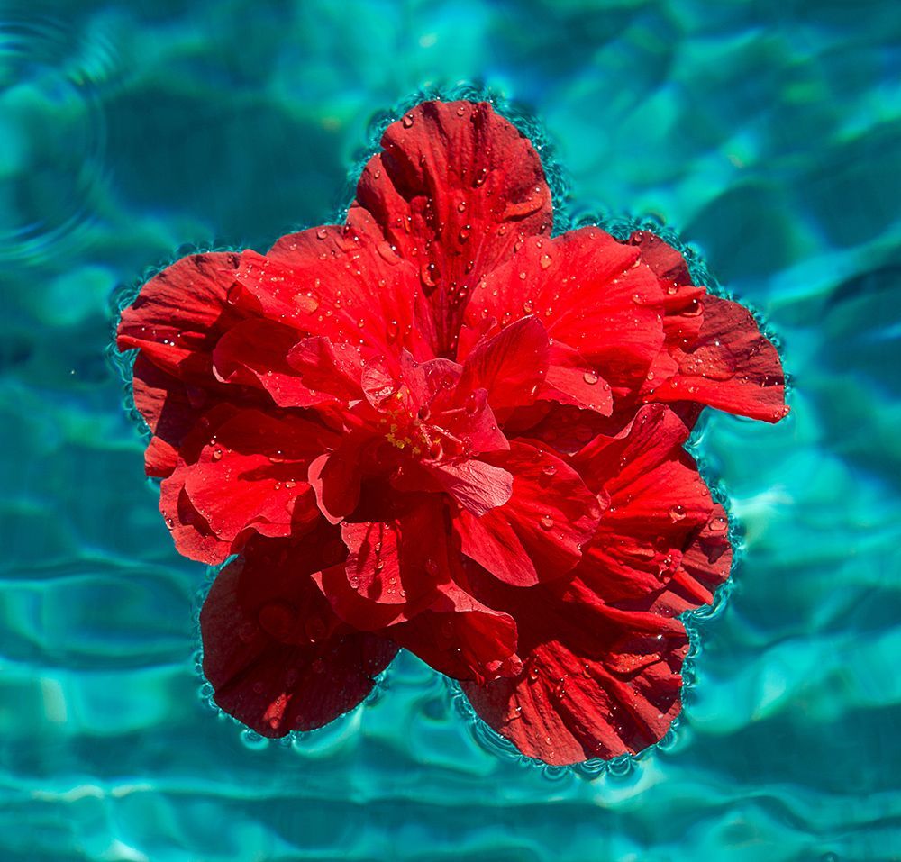 A red flower is floating in a pool of water